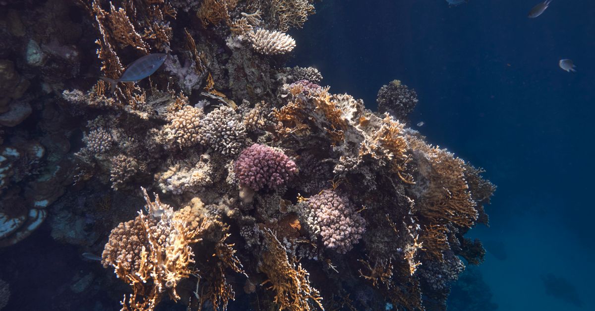 Explore the colorful coral reef underwater in Marsa Alam, Egypt's Red Sea.