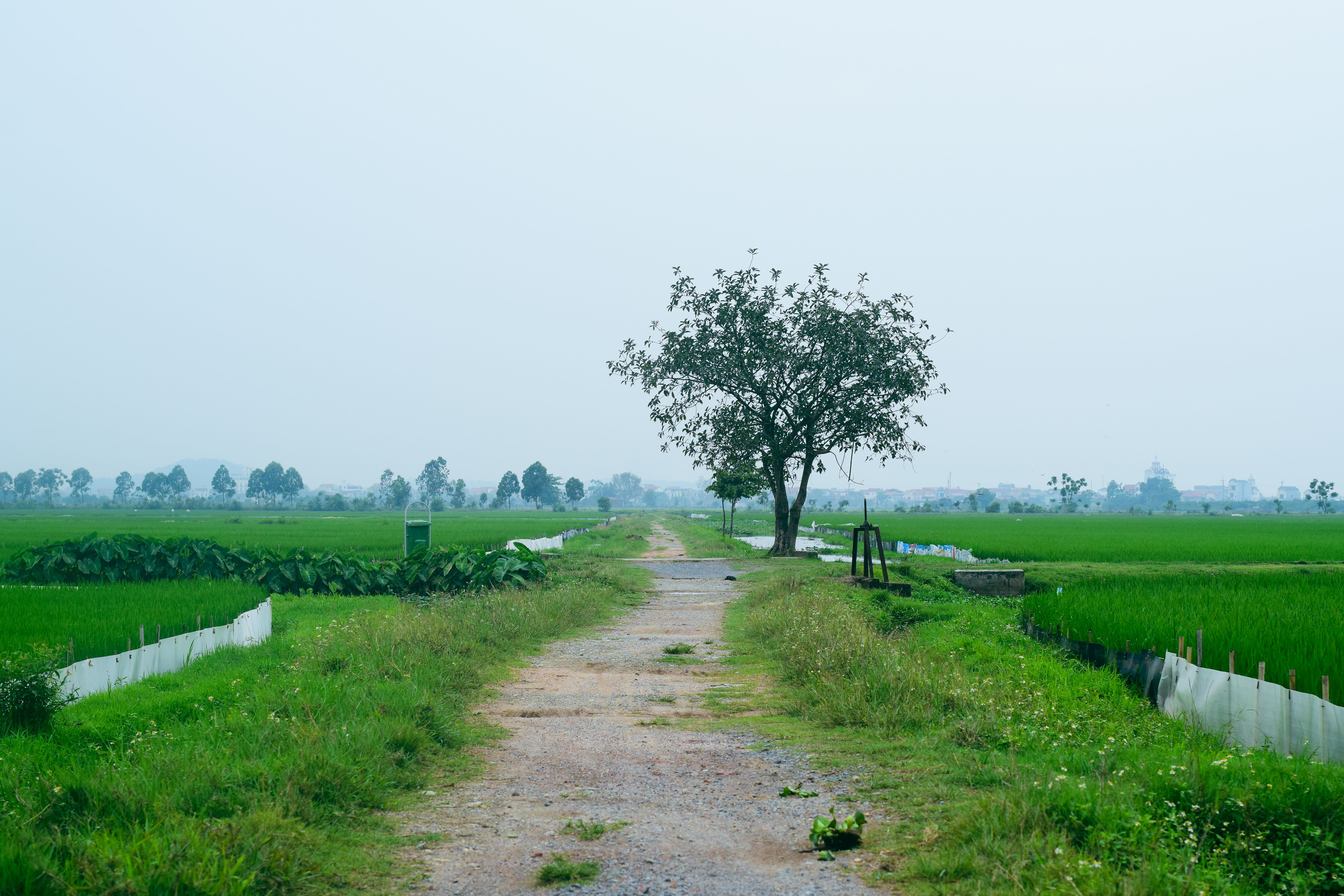 Serene Rural Pathway in Lush Green Field · Free Stock Photo