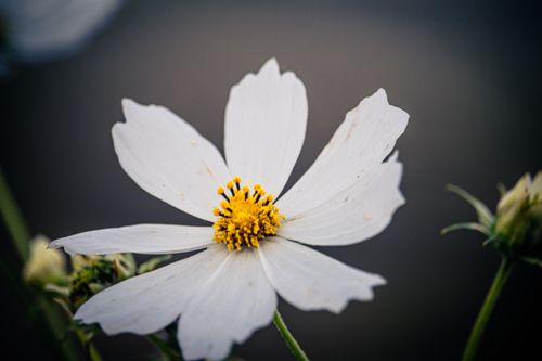 Free Detailed macro shot of a white cosmos flower against a dark background with yellow center. Stock Photo