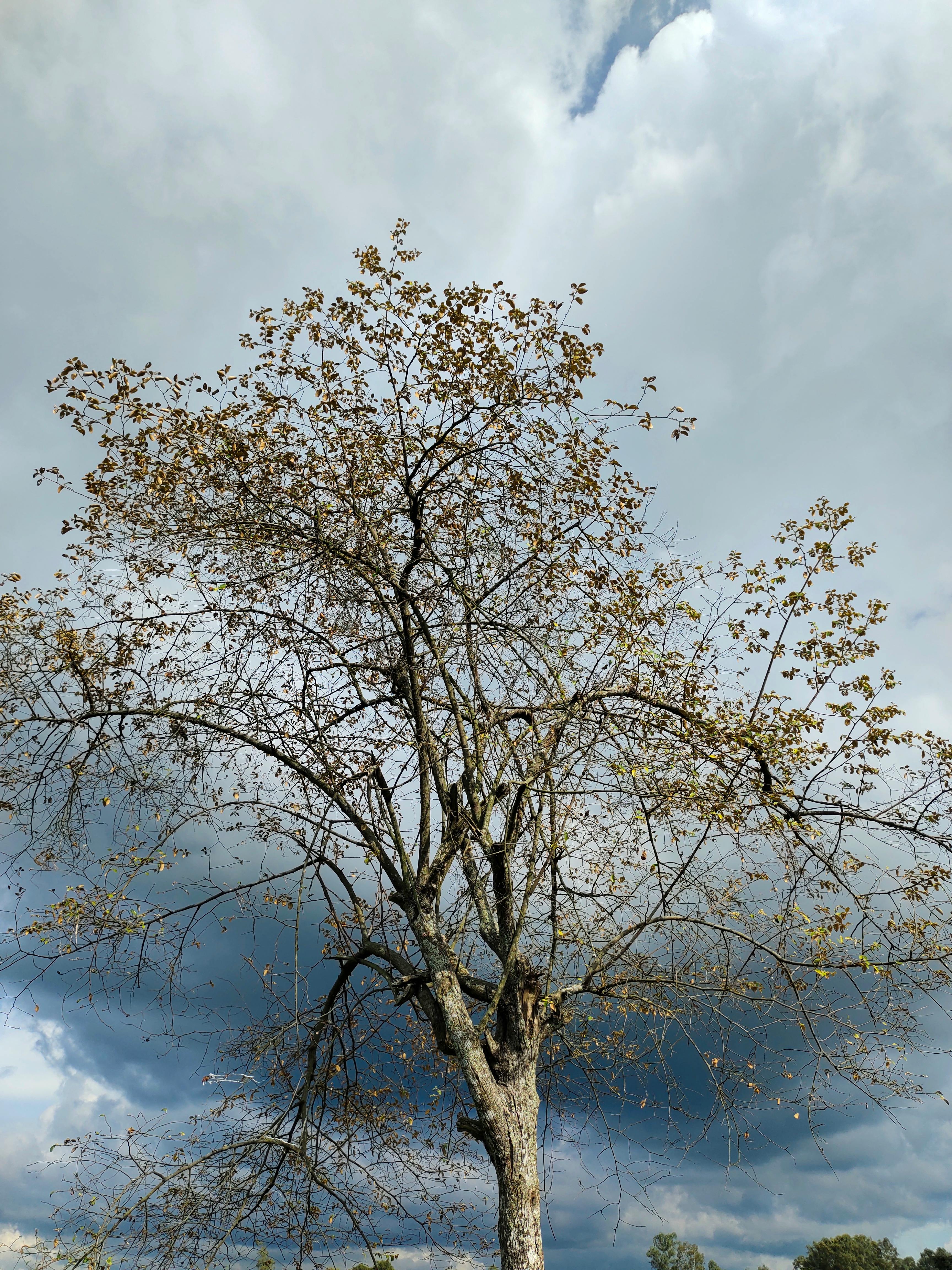 A solitary tree with sparse leaves stands against a dramatic, cloudy sky, highlighting nature's stark beauty.