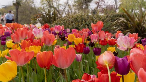 Free tulips Stock Photo