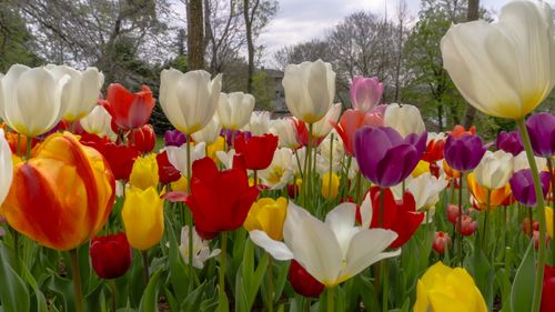 Free stock photo of amusement park, blooming tulip, colorful tulips Stock Photo