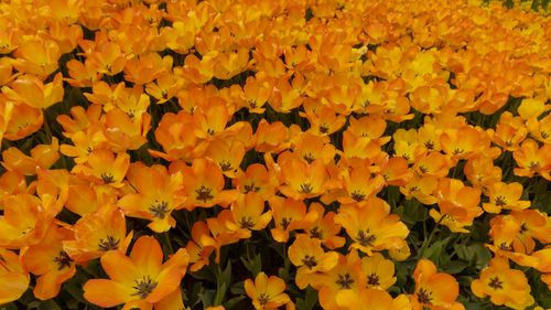 Free stock photo of amusement park, blooming tulip, colorful tulips Stock Photo