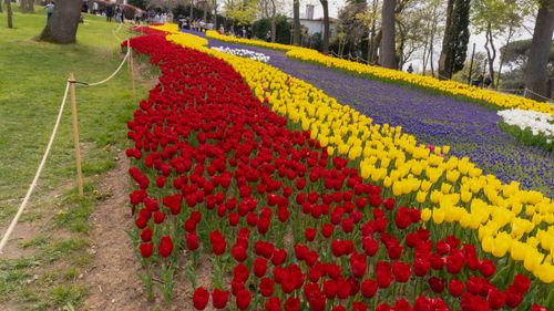 Free Tulips Flower  Stock Photo