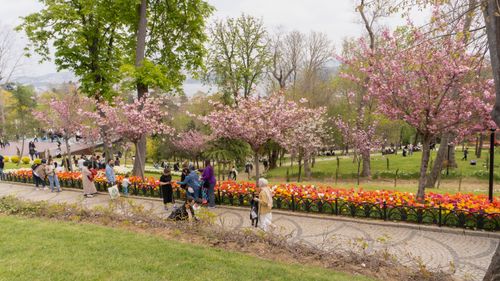 Free stock photo of amusement park, blooming tulip, colorful tulips Stock Photo
