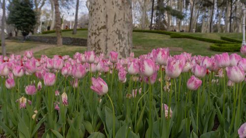 Free stock photo of amusement park, blooming tulip, colorful tulips Stock Photo