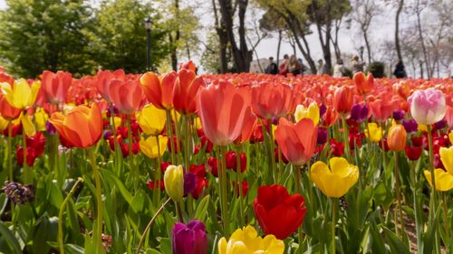 Free stock photo of amusement park, blooming tulip, colorful tulips Stock Photo