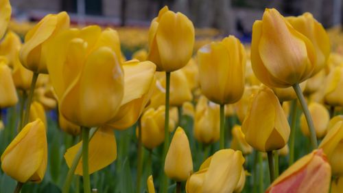 Free stock photo of amusement park, blooming tulip, colorful tulips Stock Photo