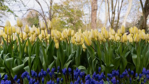 Free stock photo of amusement park, blooming tulip, colorful tulips Stock Photo