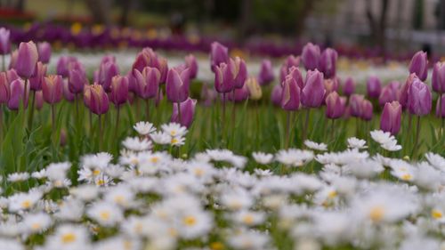 Free stock photo of amusement park, blooming tulip, colorful tulips Stock Photo