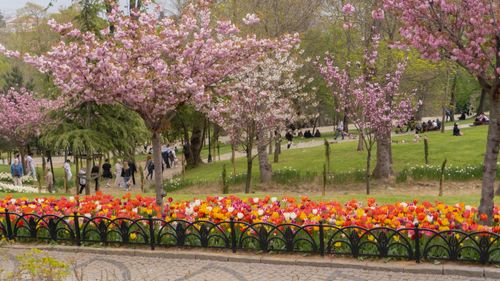 Free stock photo of amusement park, blooming tulip, colorful tulips Stock Photo