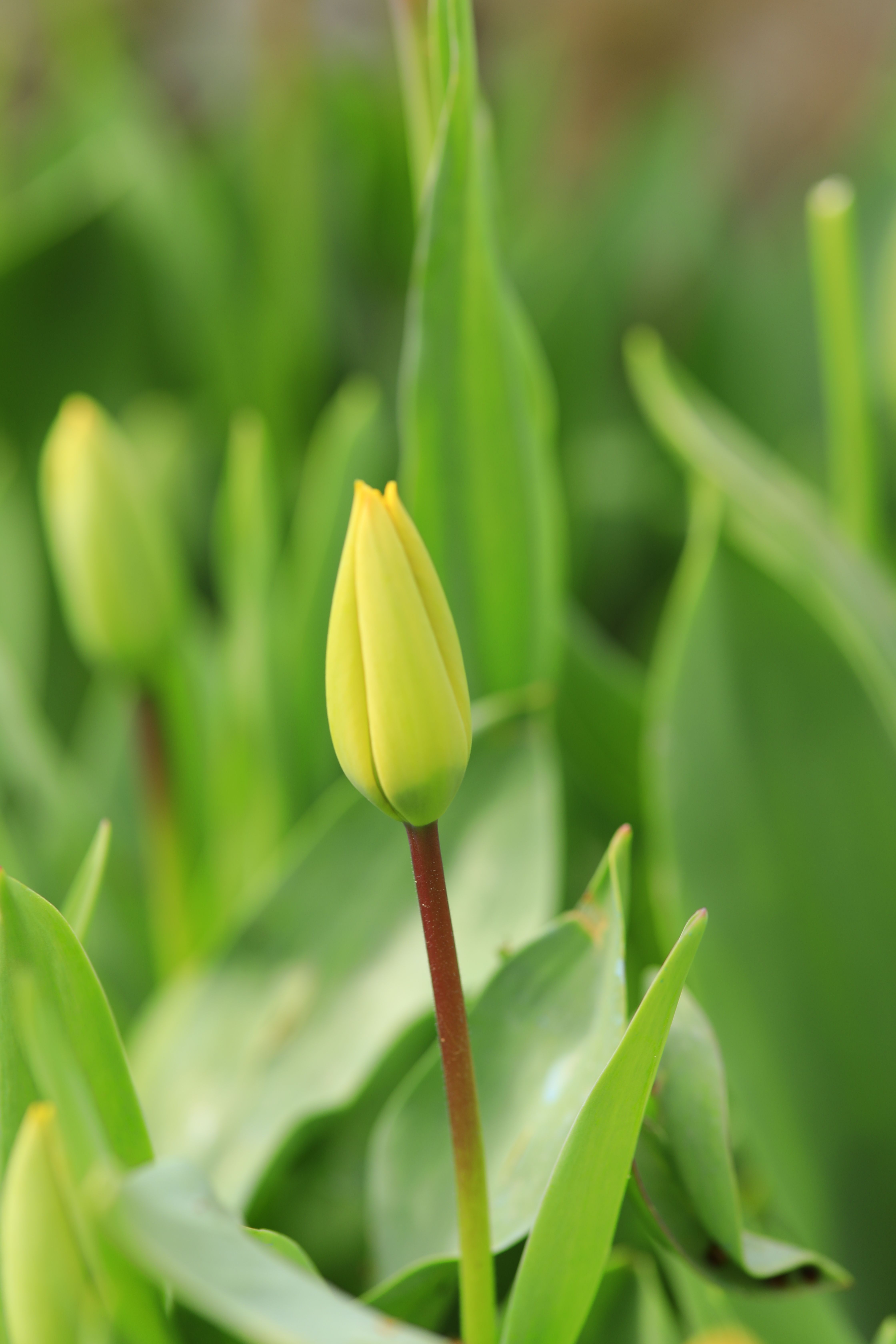 Fotomural Acercamiento de un brillante brote de tulipán amarillo rodeado de hojas verdes exuberantes.