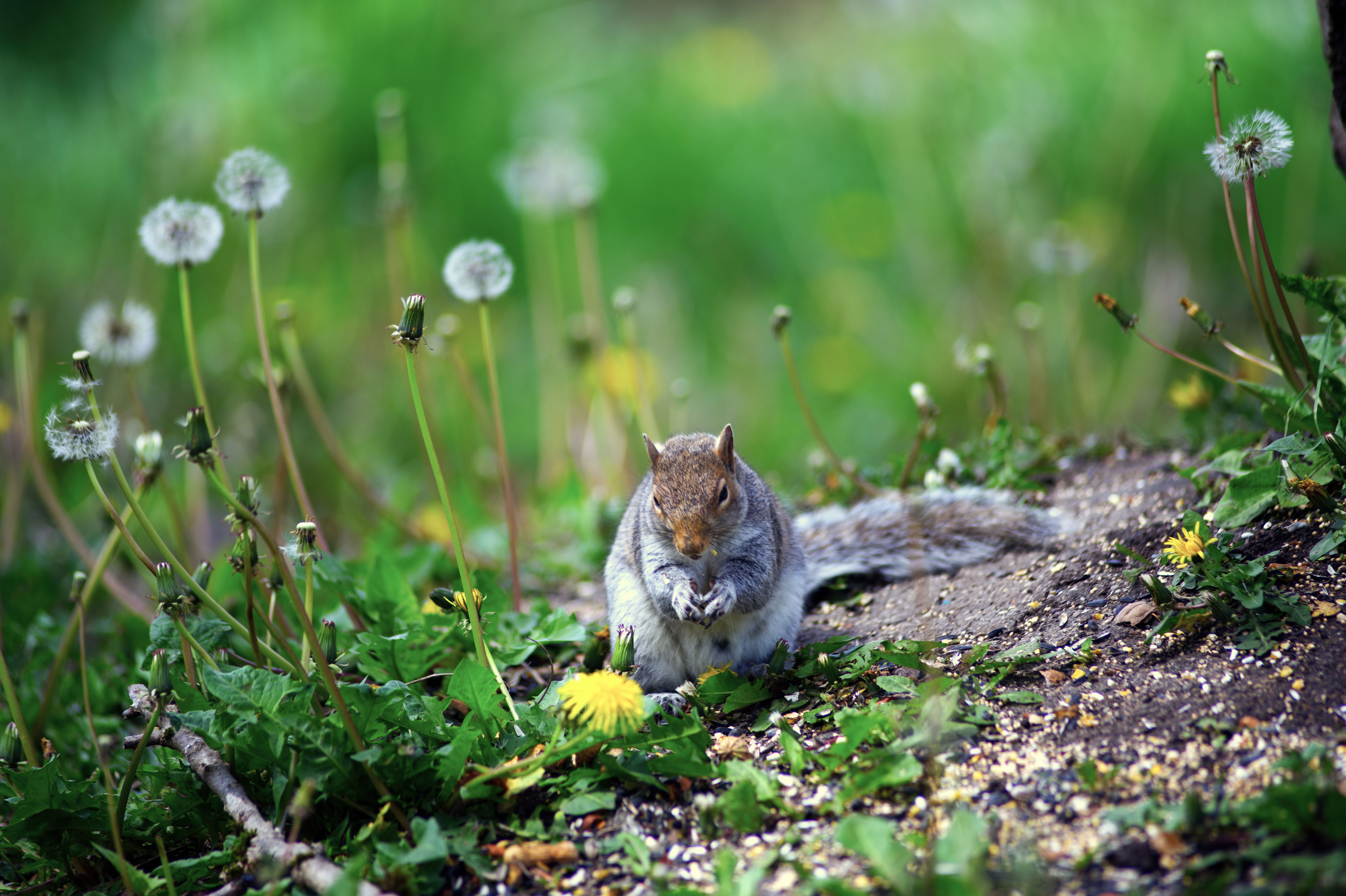 Gray Squirrel Among Dandelions in Spring Meadow · Free Stock Photo