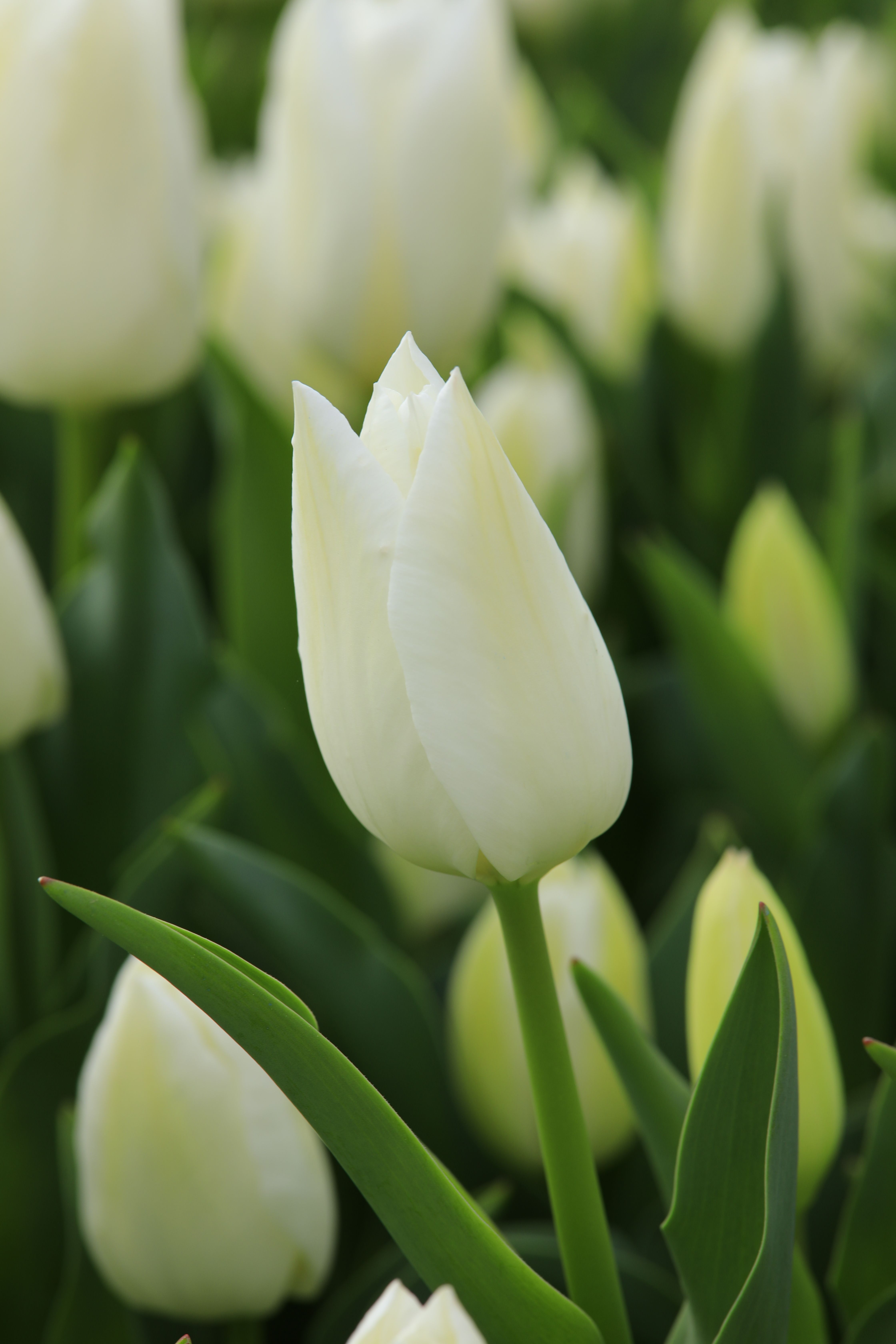 Close-up of Fresh White Tulips in Bloom · Free Stock Photo