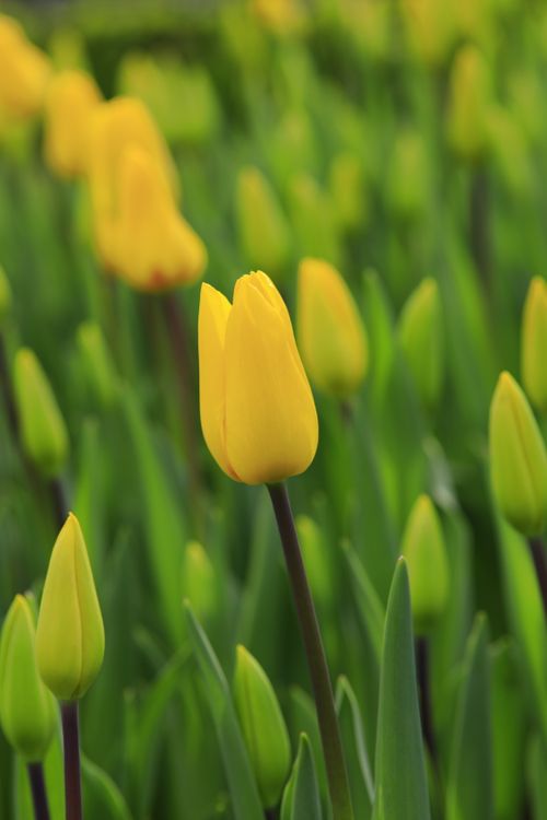 Free A lush field of yellow tulips in full bloom, capturing the essence of spring and renewal. Stock Photo