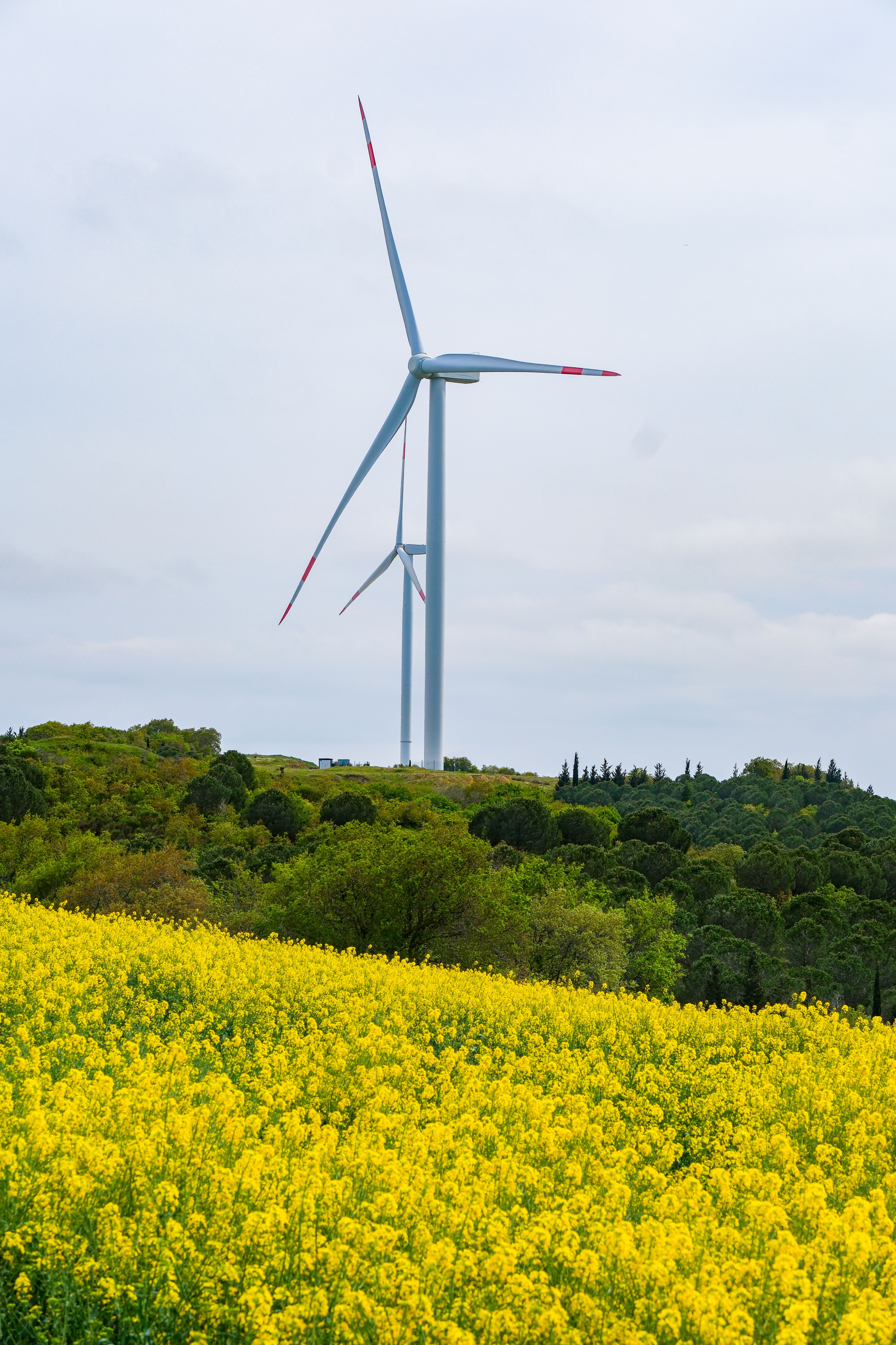 Picturesque scene of wind turbines above a vibrant canola field under a clear blue sky in spring.