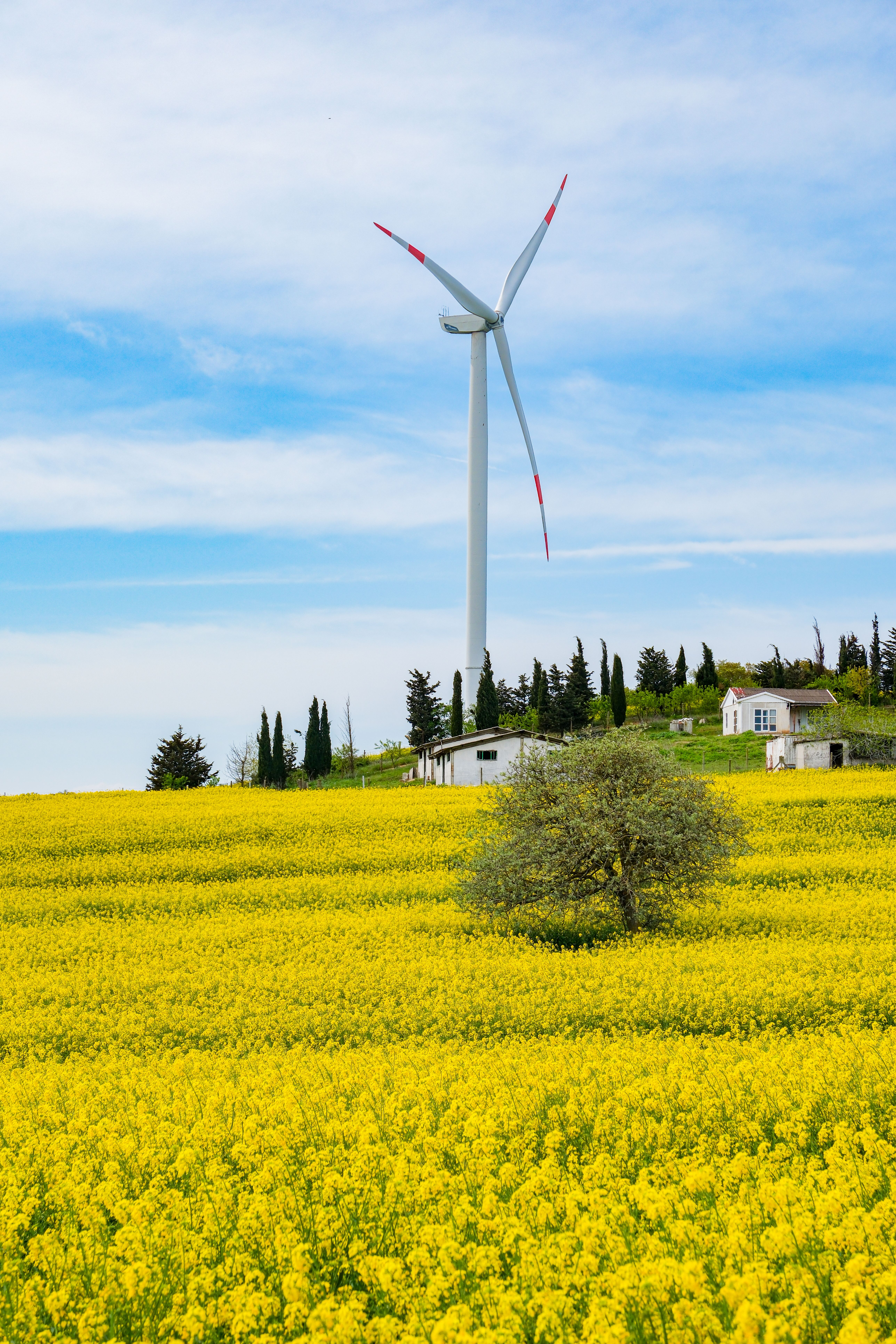 Scenic Canola Field with Wind Turbine in Spring · Free Stock Photo