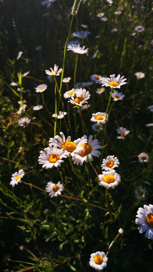 Free A captivating close-up of wild daisies blooming in a sunlit meadow, showcasing nature's beauty. Stock Photo