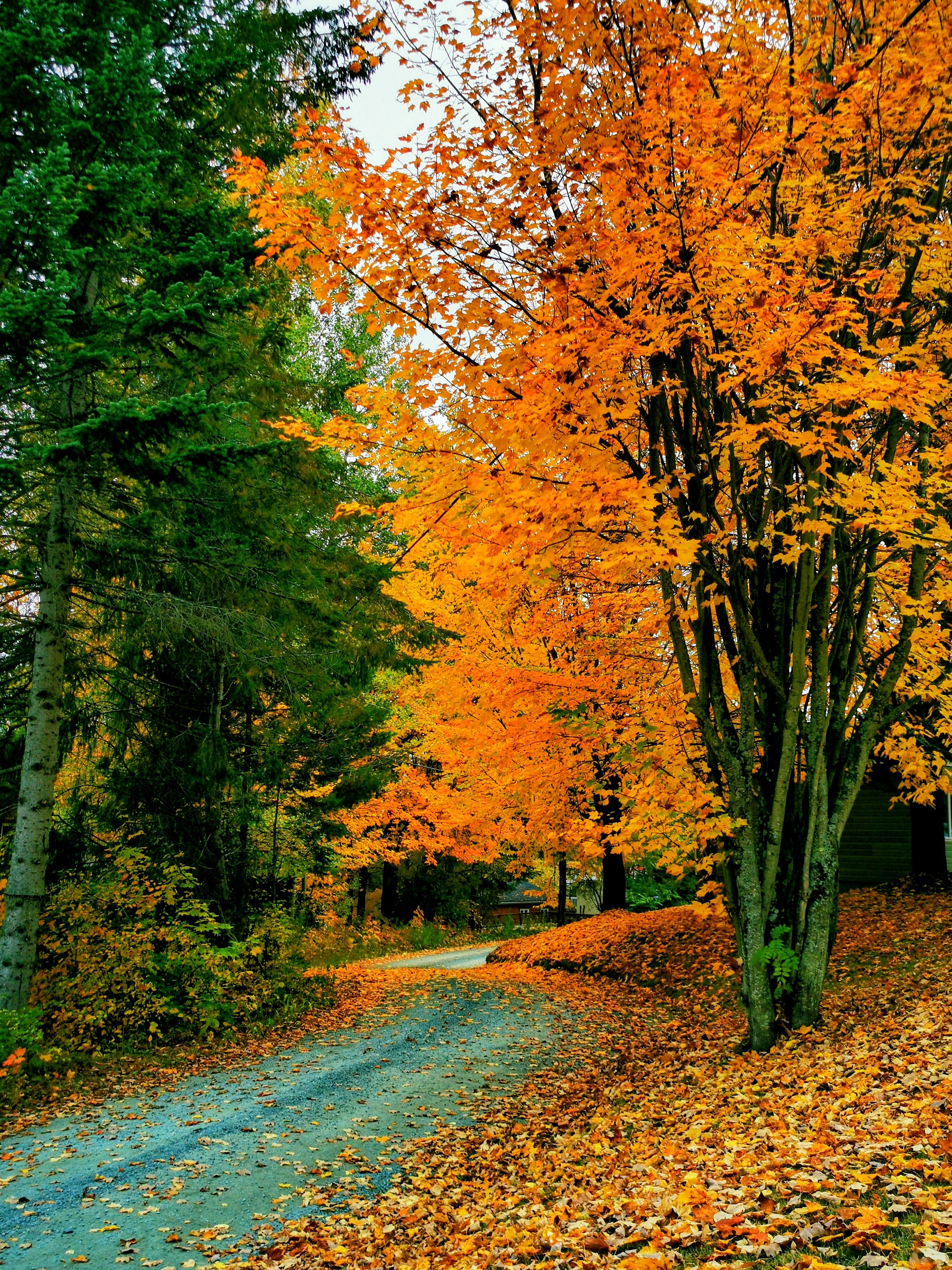 Vibrant Autumn Foliage on a Forest Path · Free Stock Photo