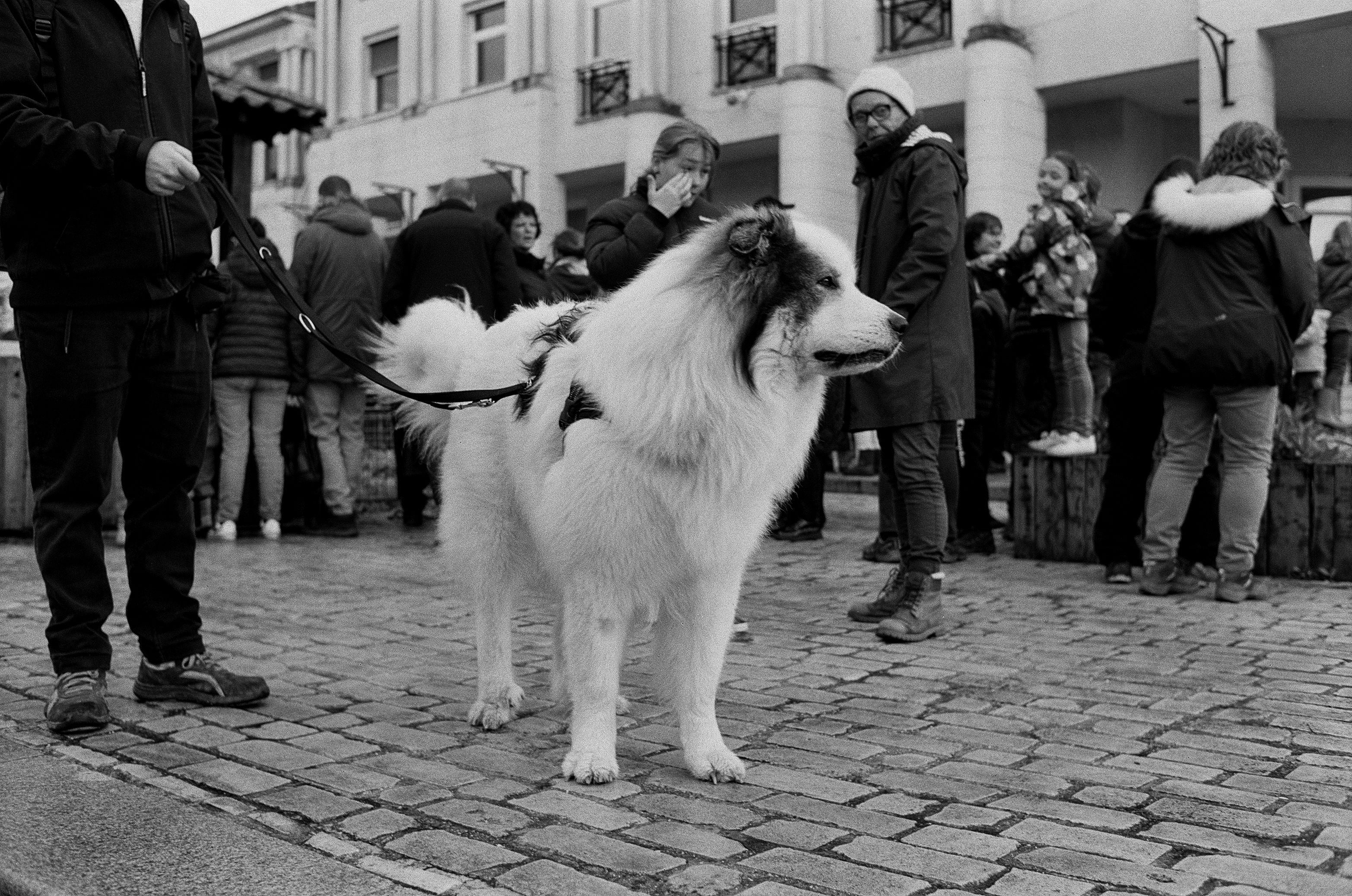 A large, fluffy dog stands among a crowd in a French street market in black and white.
