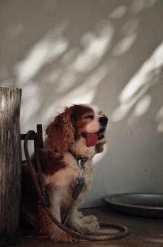 Cavalier King Charles Spaniel sits calmly in shaded outdoor area, looking content.