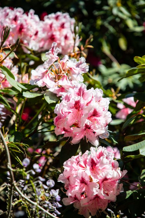 Free Vibrant pink rhododendron flowers blooming in Bournemouth, England's sunshine. Stock Photo