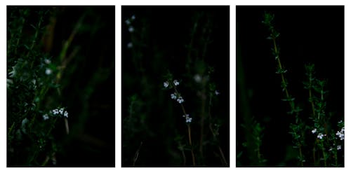 Free stock photo of dark green, dense forest, flower Stock Photo