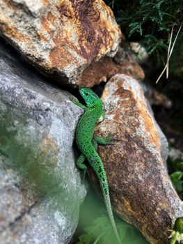 lizard photo