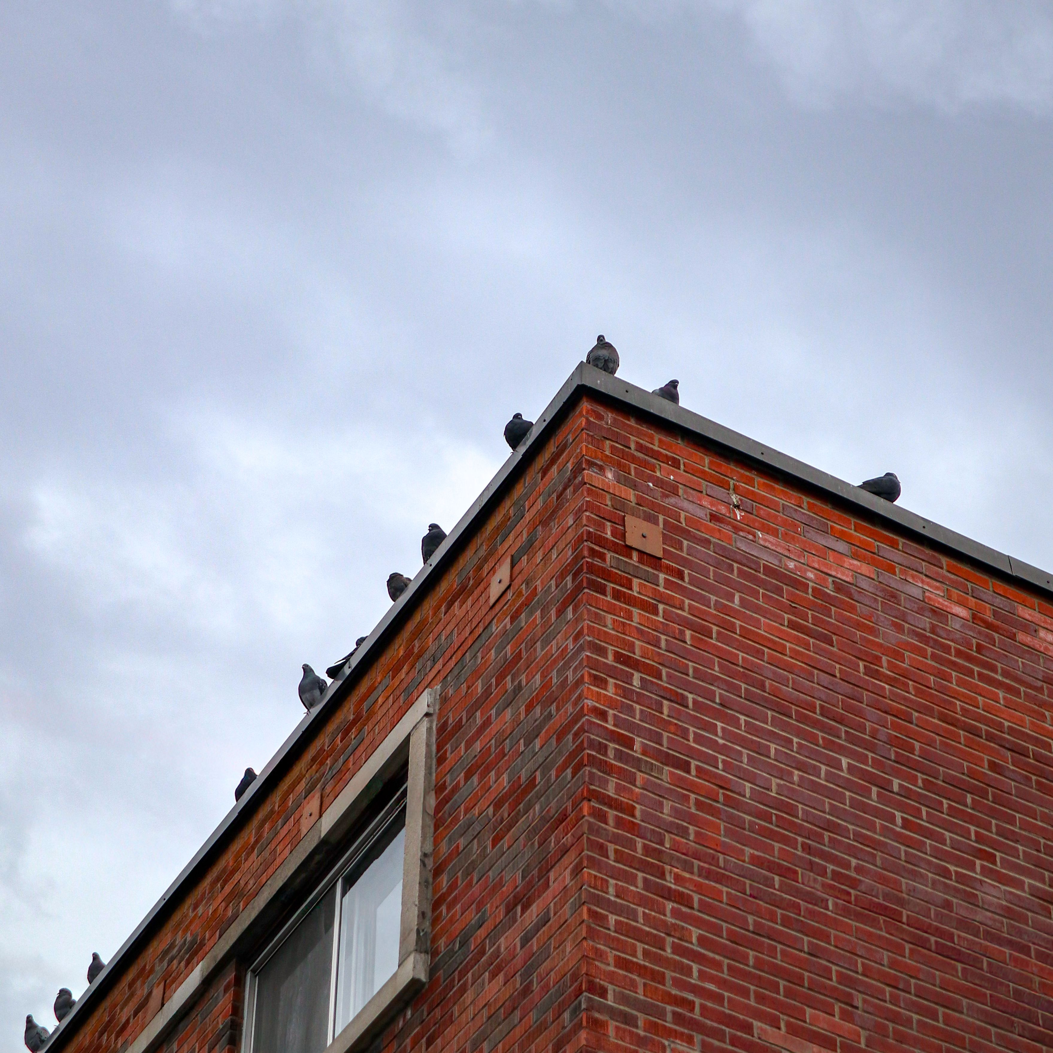 Pigeons gathered on a red brick building corner, framed by an overcast sky, conveying an urban mood.
