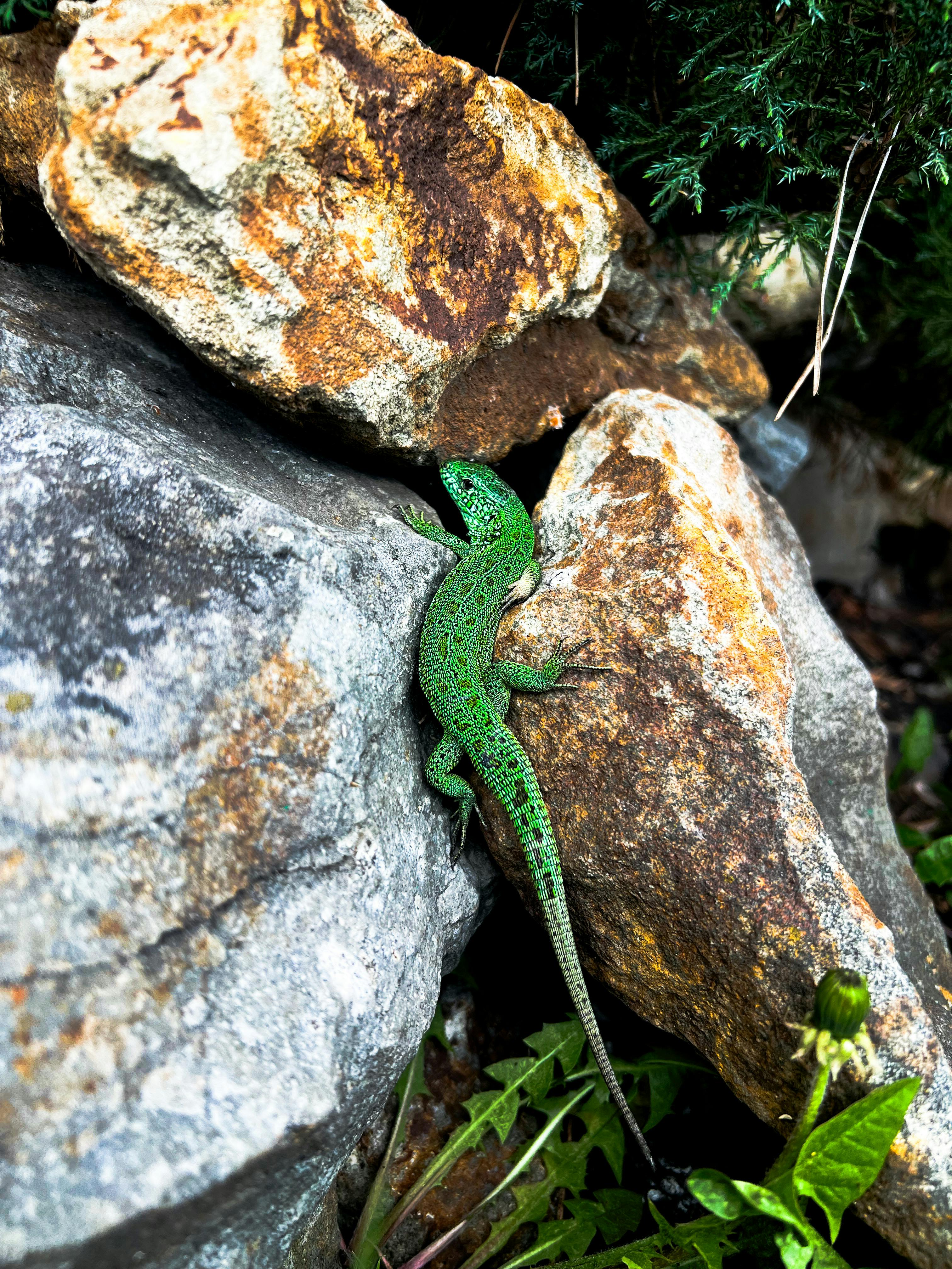 Vibrant Green Lizard on Rocky Terrain