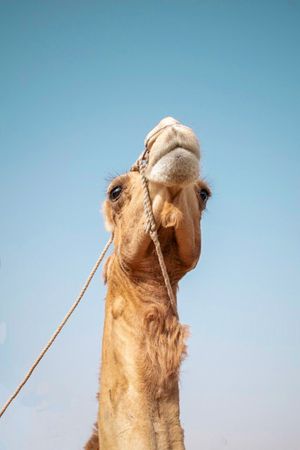 Camel Toe Photos, Download The BEST Free Camel Toe Stock Photos & HD Images
