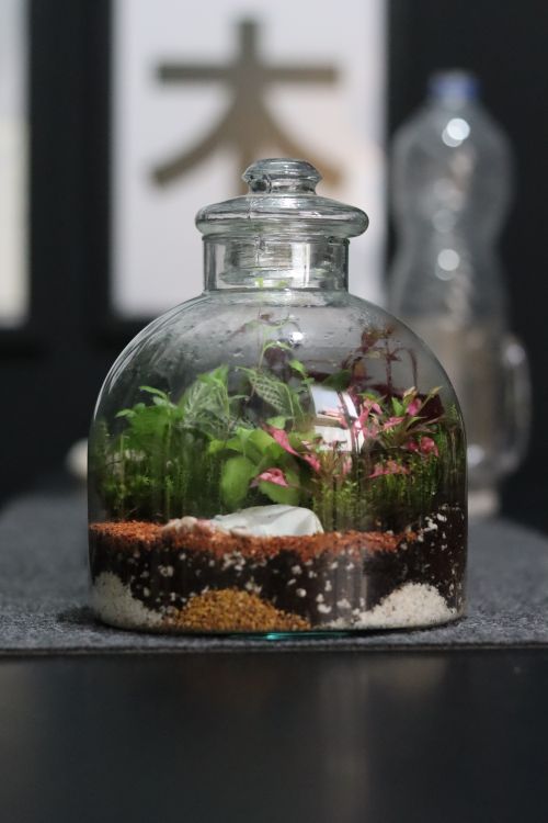 Free A beautiful terrarium showcasing a vibrant mix of plants inside a glass jar, perfect for modern indoor decor. Stock Photo