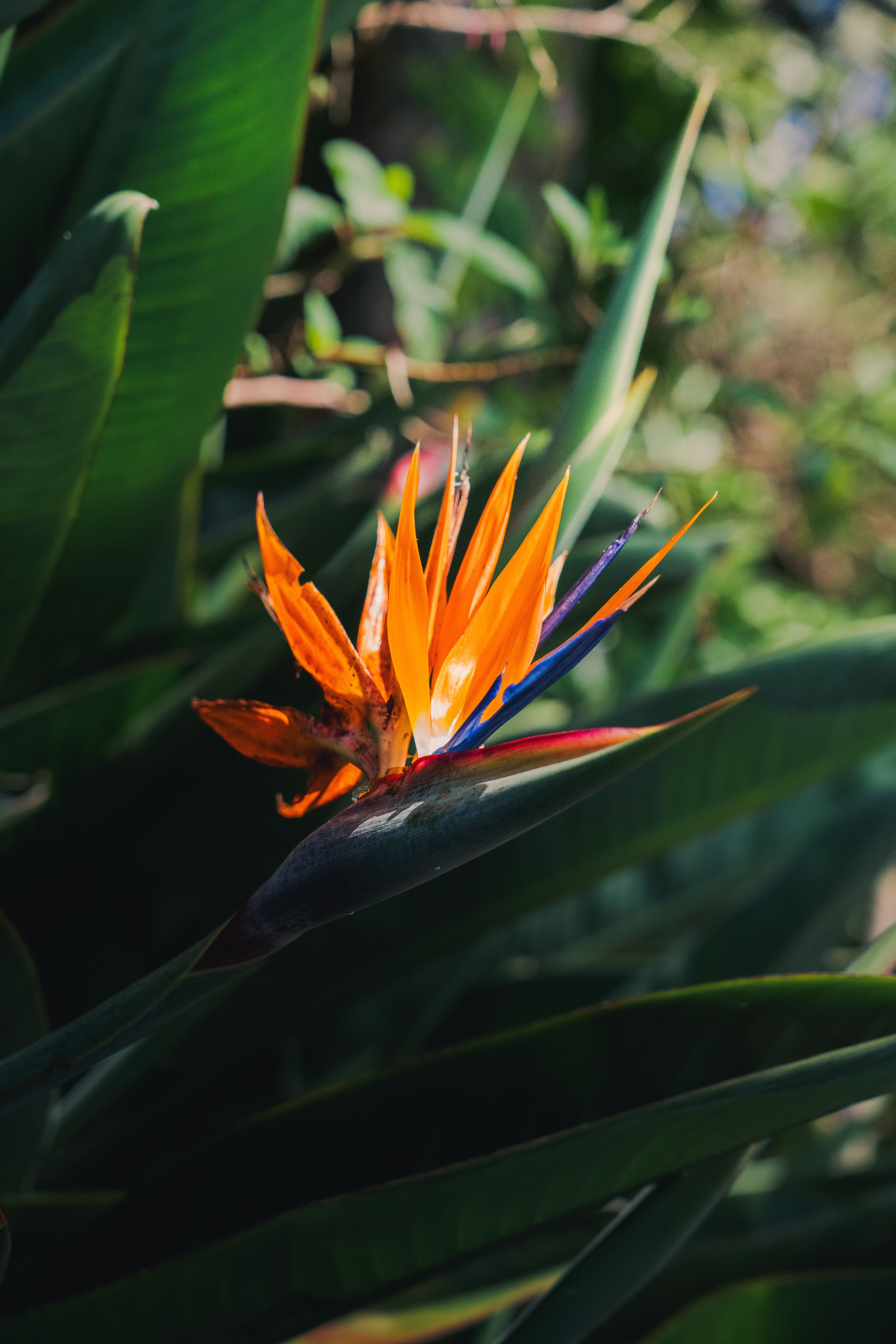 Close-up of a vivid Bird of Paradise flower amidst lush green leaves, showcasing tropical elegance.