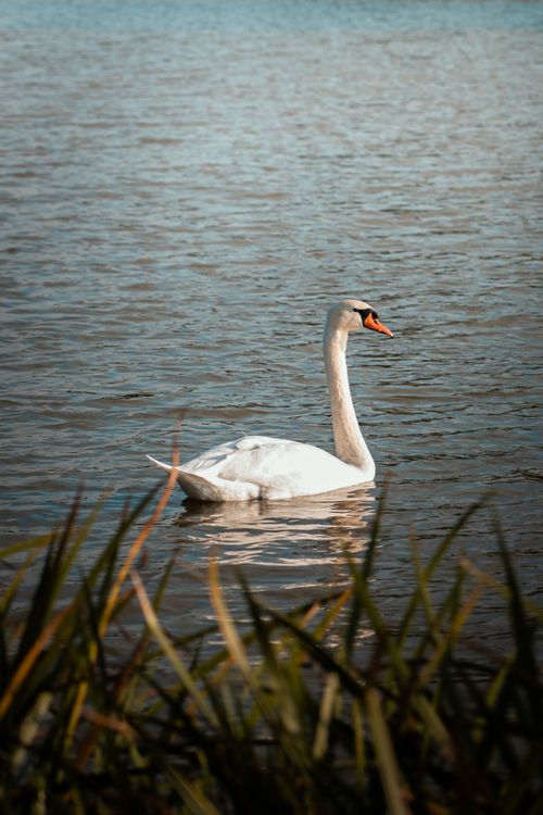 Free A serene image of a mute swan swimming in a tranquil lake with natural surroundings. Stock Photo