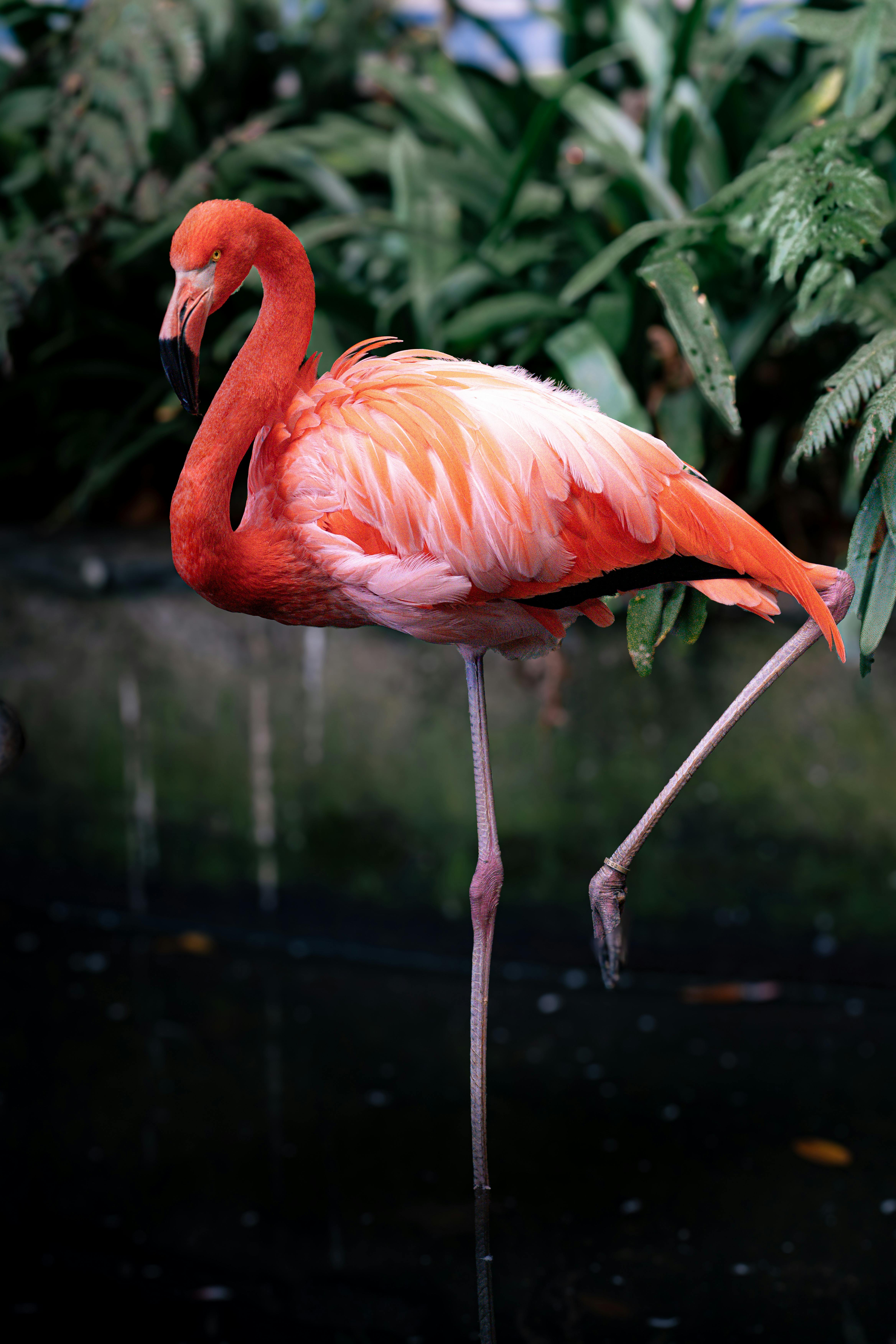 A vibrant flamingo stands elegantly on one leg amidst lush greenery by a pond.