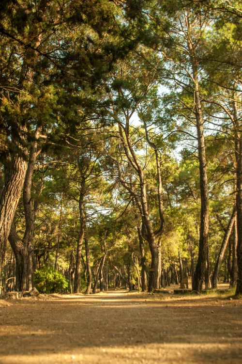 Free A serene path through a sunlit forest with tall pine trees. Stock Photo
