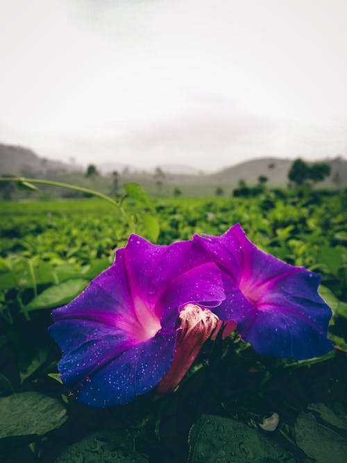 Free stock photo of beautiful flower