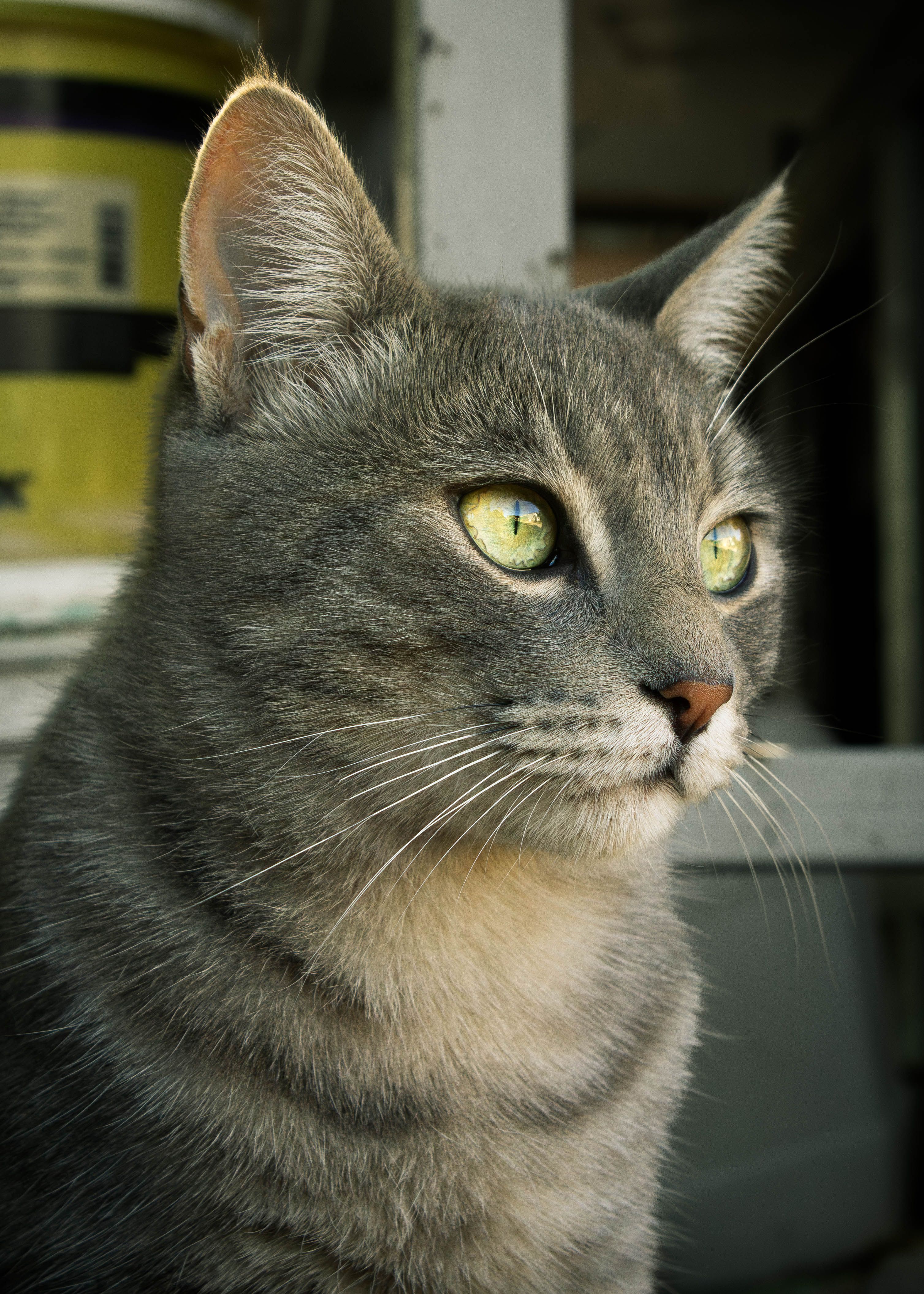 A captivating close-up of a gray domestic cat with striking green eyes, in soft natural light.