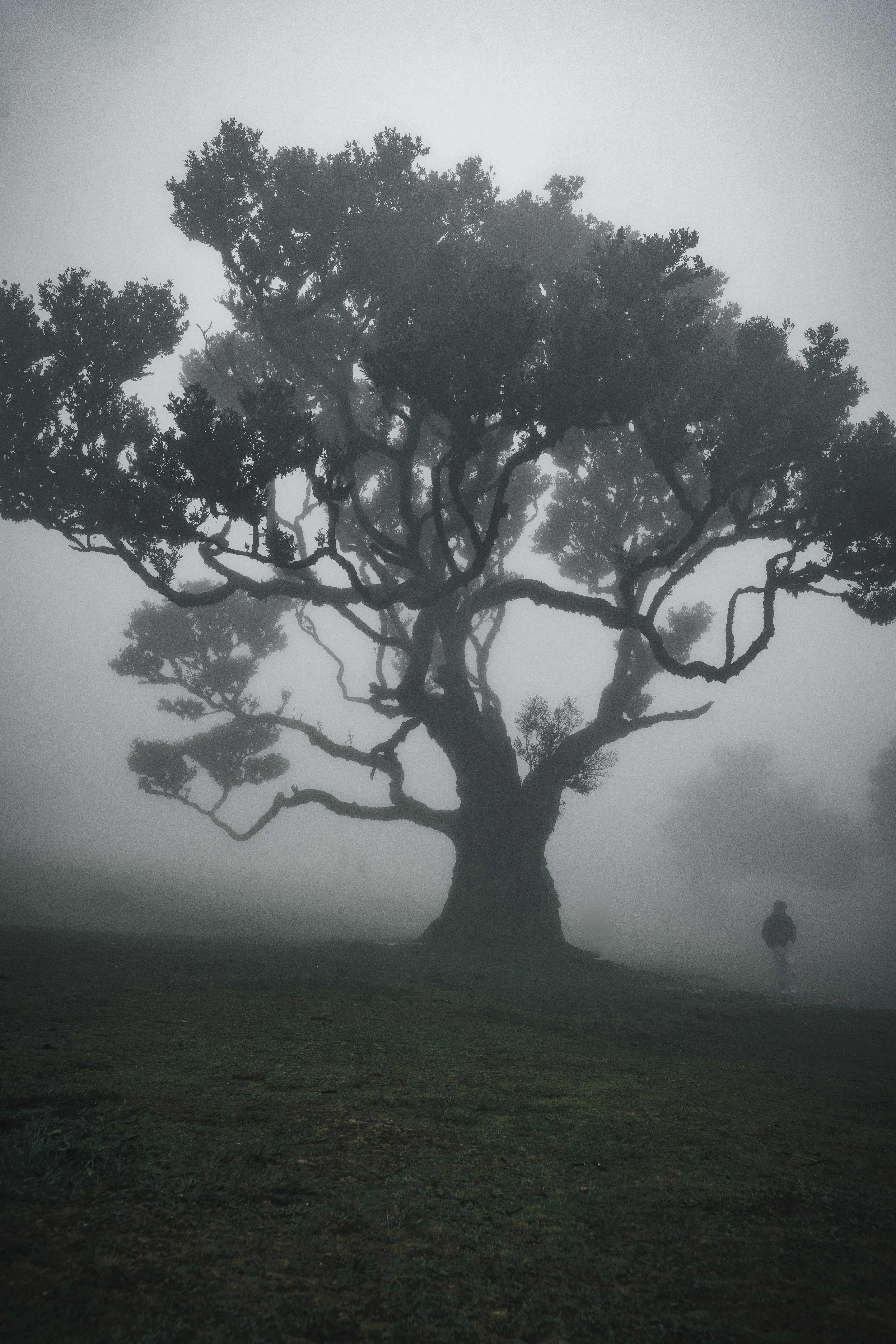 Dean Koontz - The Haunted Earth V2