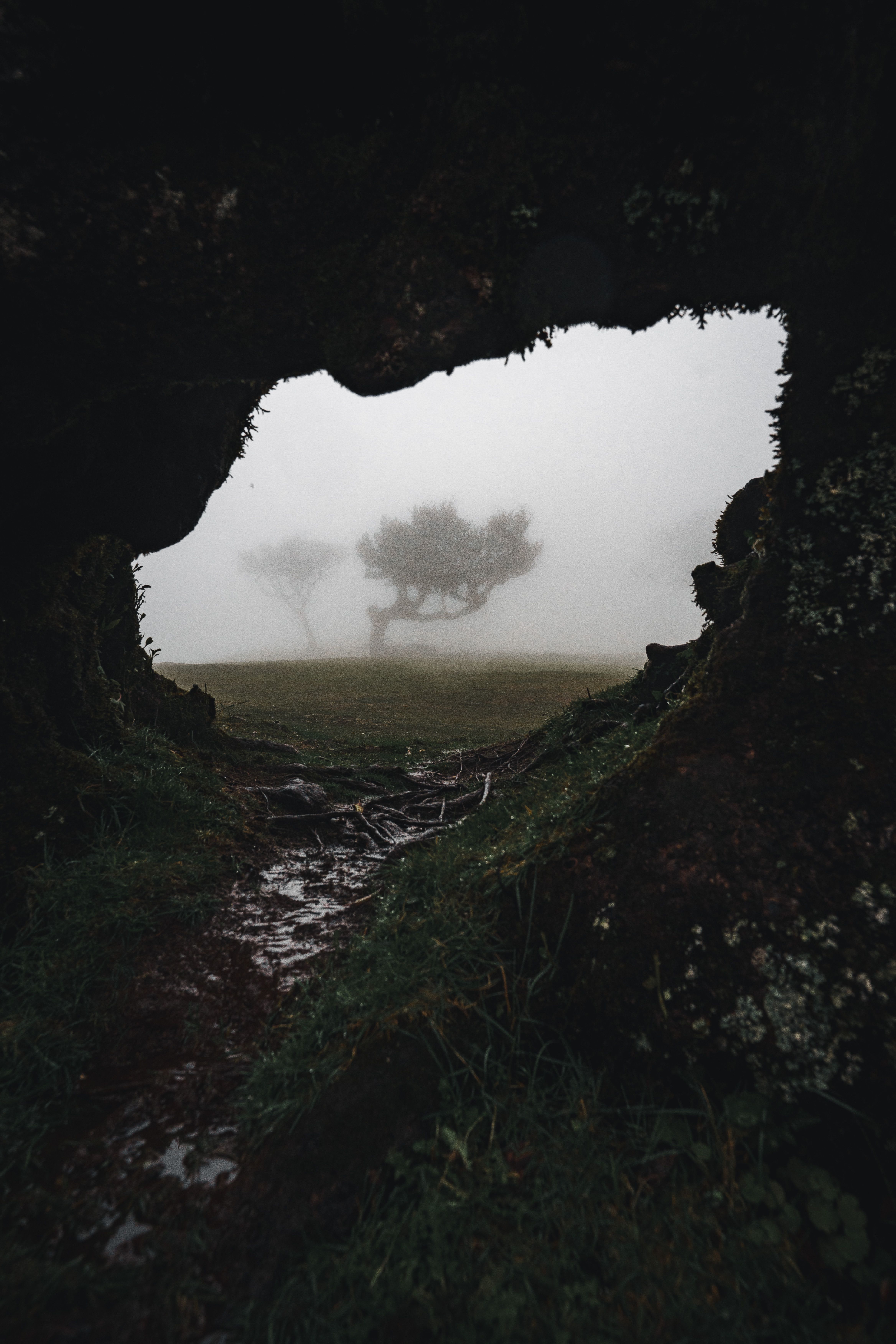 Mysterious Foggy Landscape with Tree Silhouette · Free Stock Photo
