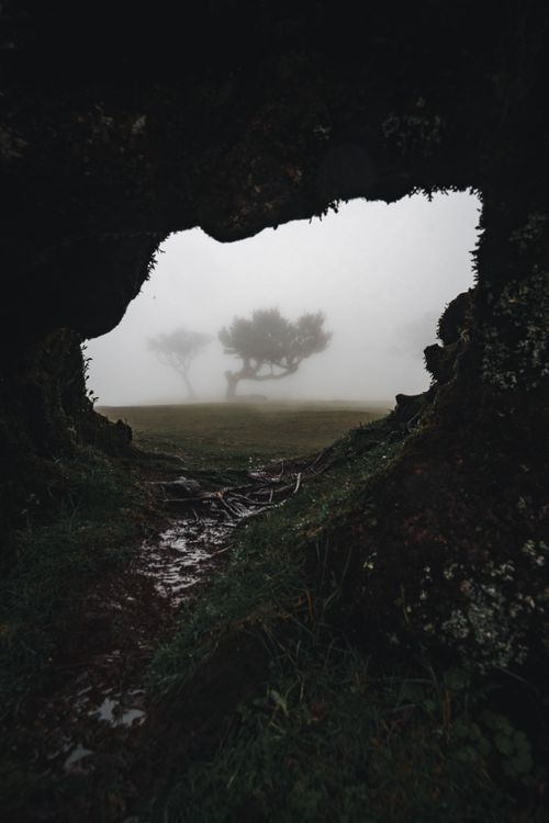 Mysterious Foggy Landscape with Tree Silhouette · Free Stock Photo