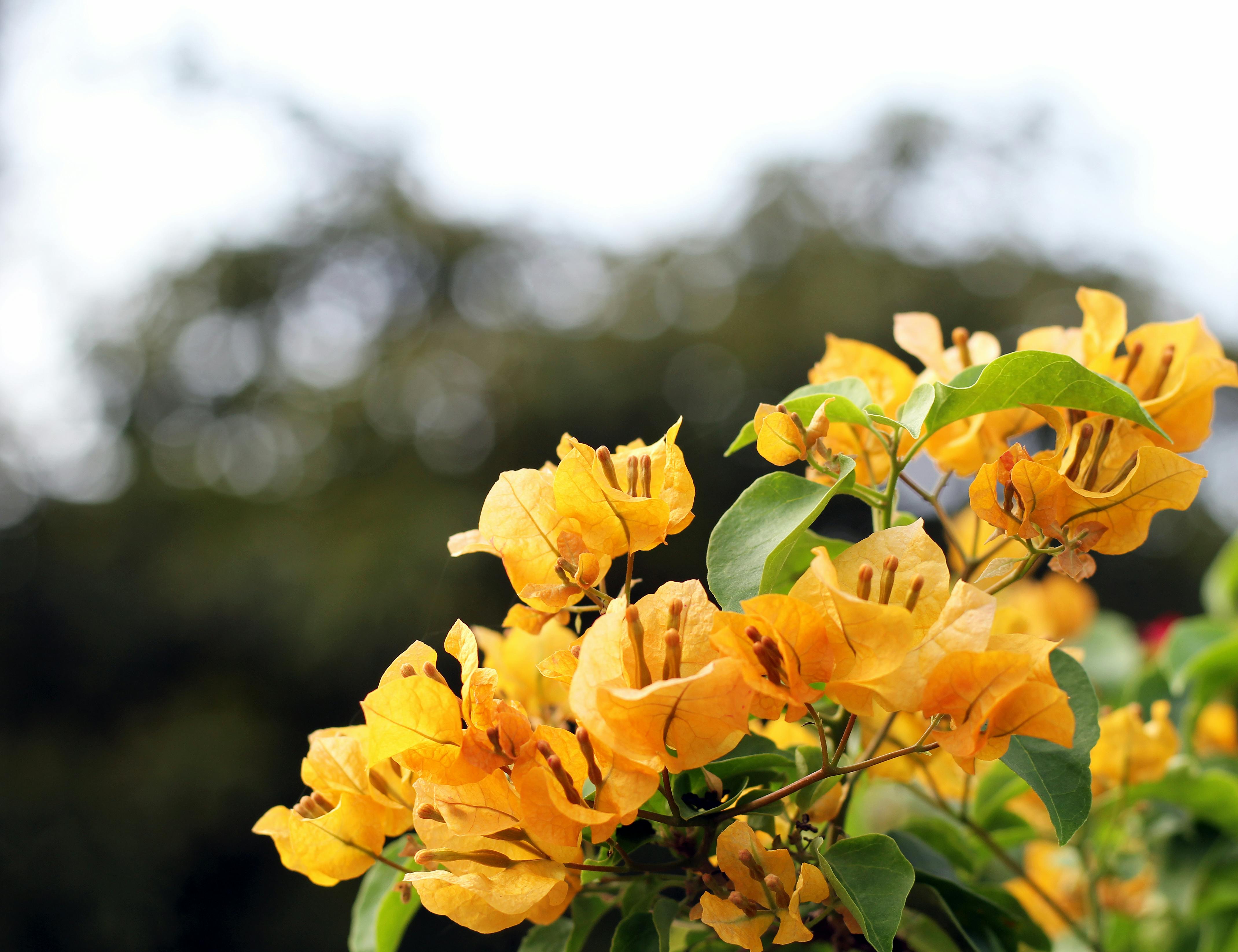 [ColoSach]-close-up-of-blooming-yellow-bougainvillea-flowers-against-a-blurred-background,-showcasing-nature's-beauty.