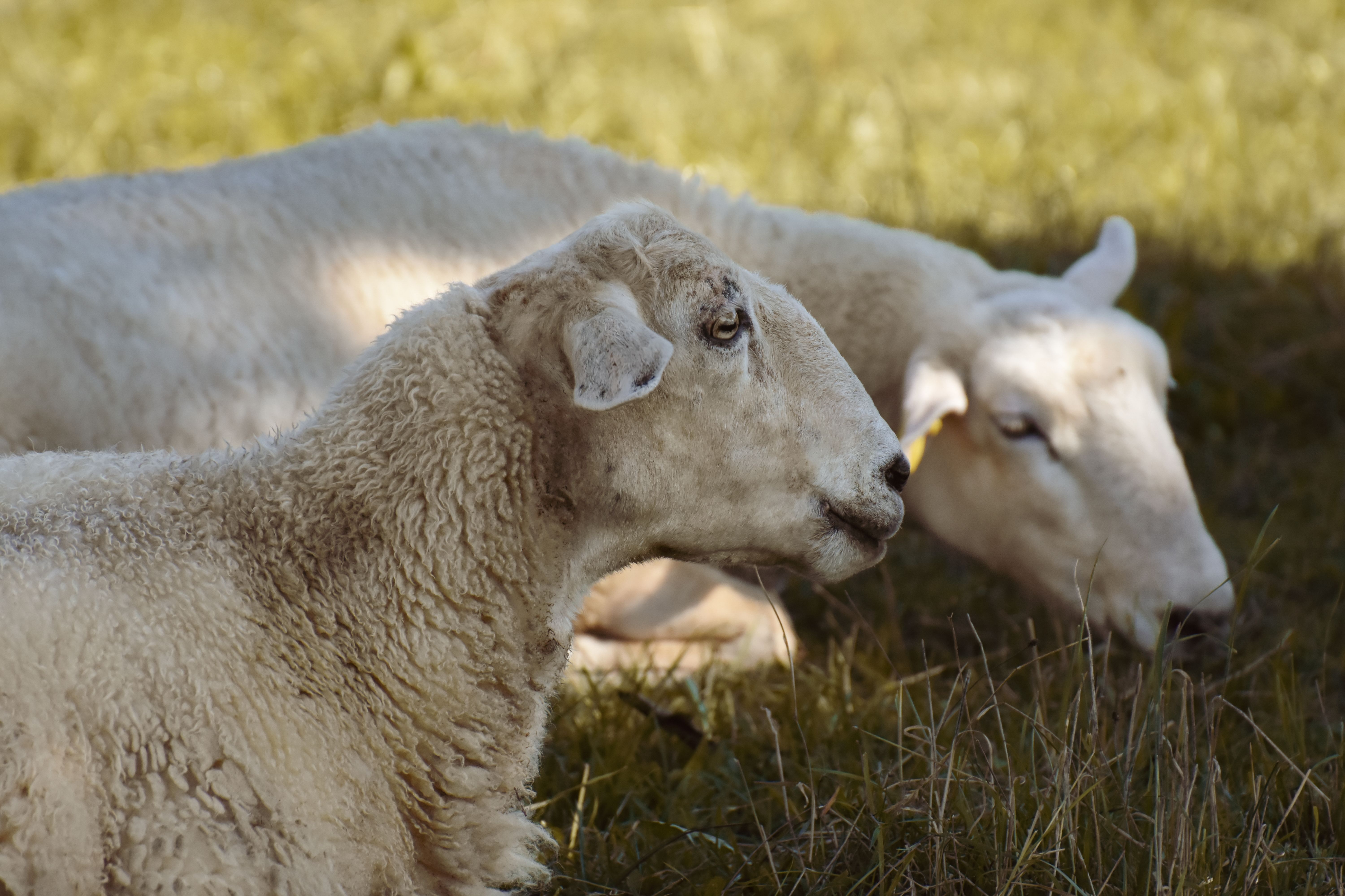 Close-up of Grazing Sheep in Pasture · Free Stock Photo