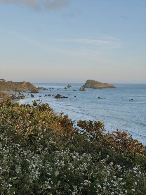 Free Scenic coastal landscape with rocky islands and wildflowers in the evening light. Stock Photo