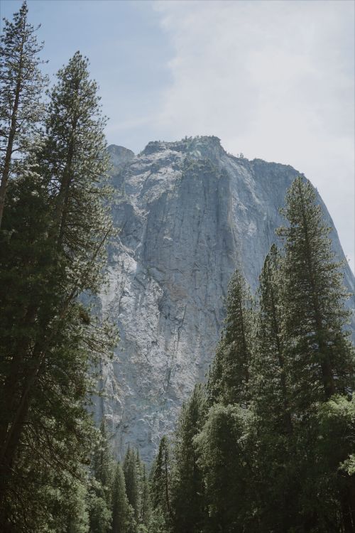 Free El Capitan towering amidst lush pine trees in Yosemite National Park. Stock Photo