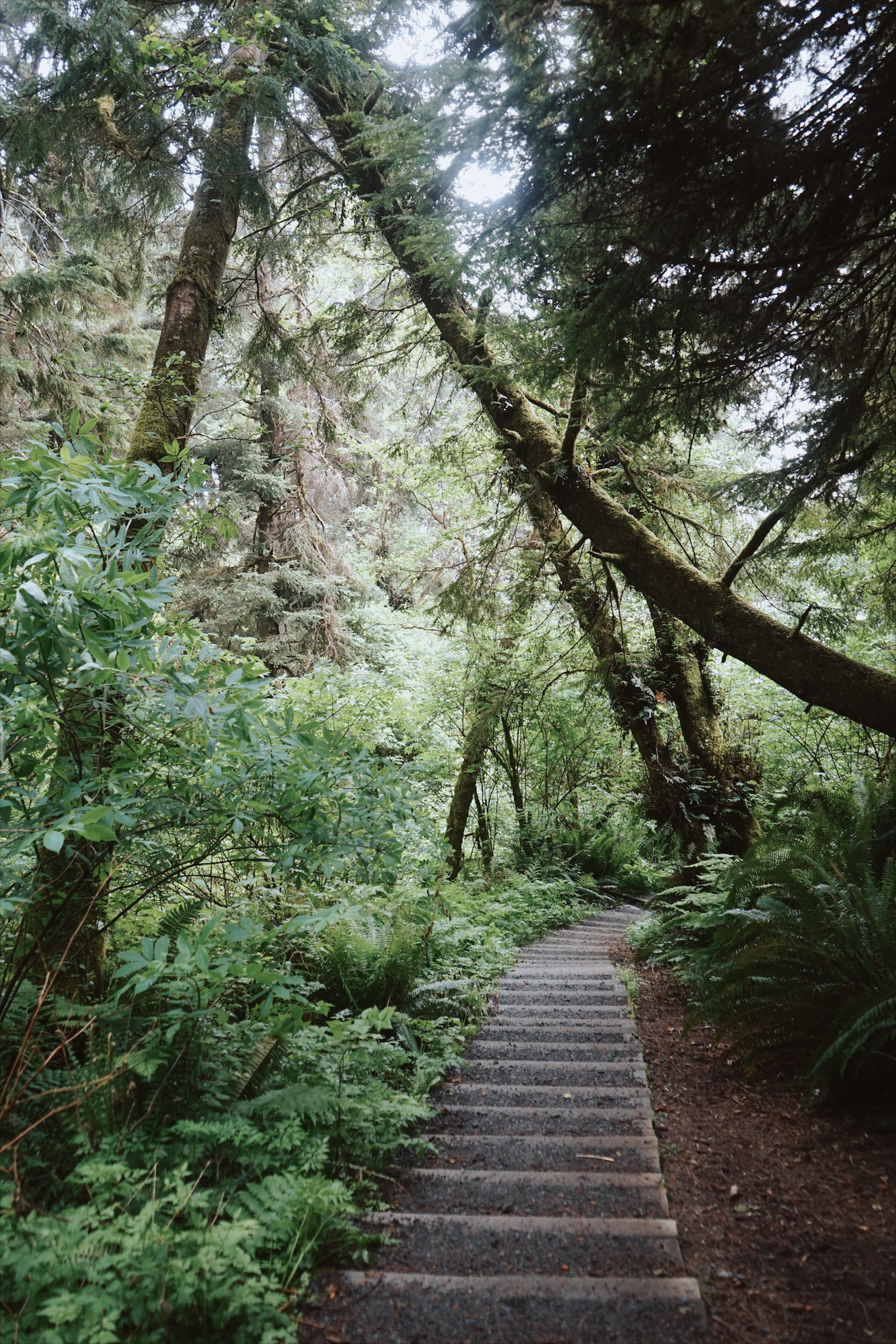 Serene Forest Pathway Through Lush Greenery · Free Stock Photo
