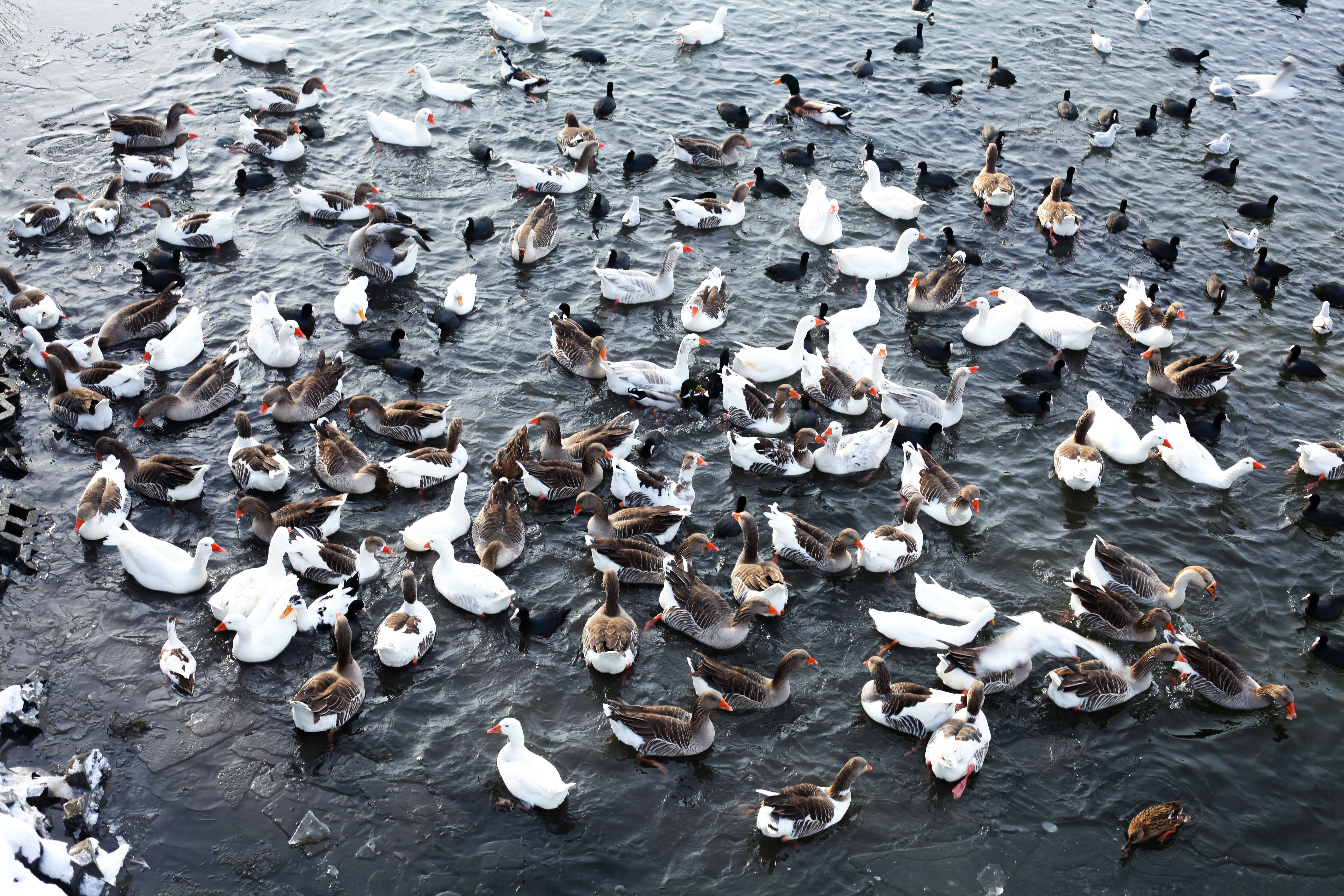 Witness Recounts Distressing Sight of Bird Flu in Australian Native Birds