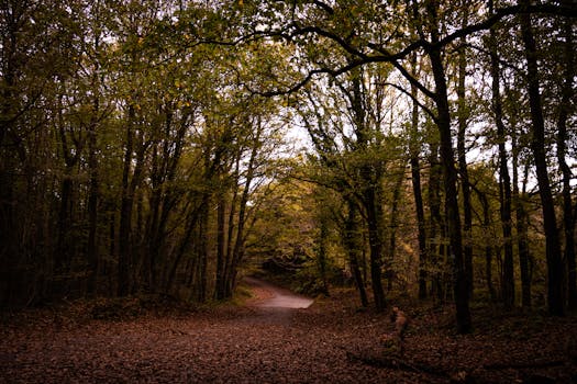 Peaceful forest path surrounded by autumn foliage in Istanbul, perfect for nature exploration.