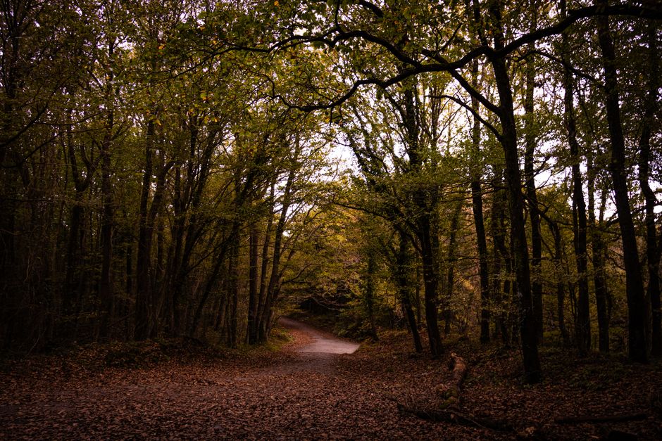 Peaceful forest path surrounded by autumn foliage in Istanbul, perfect for nature exploration.