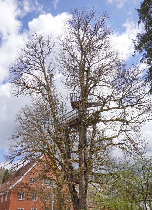 Free A wooden treehouse nestled in leafless trees against a clear blue sky with scattered clouds. Stock Photo